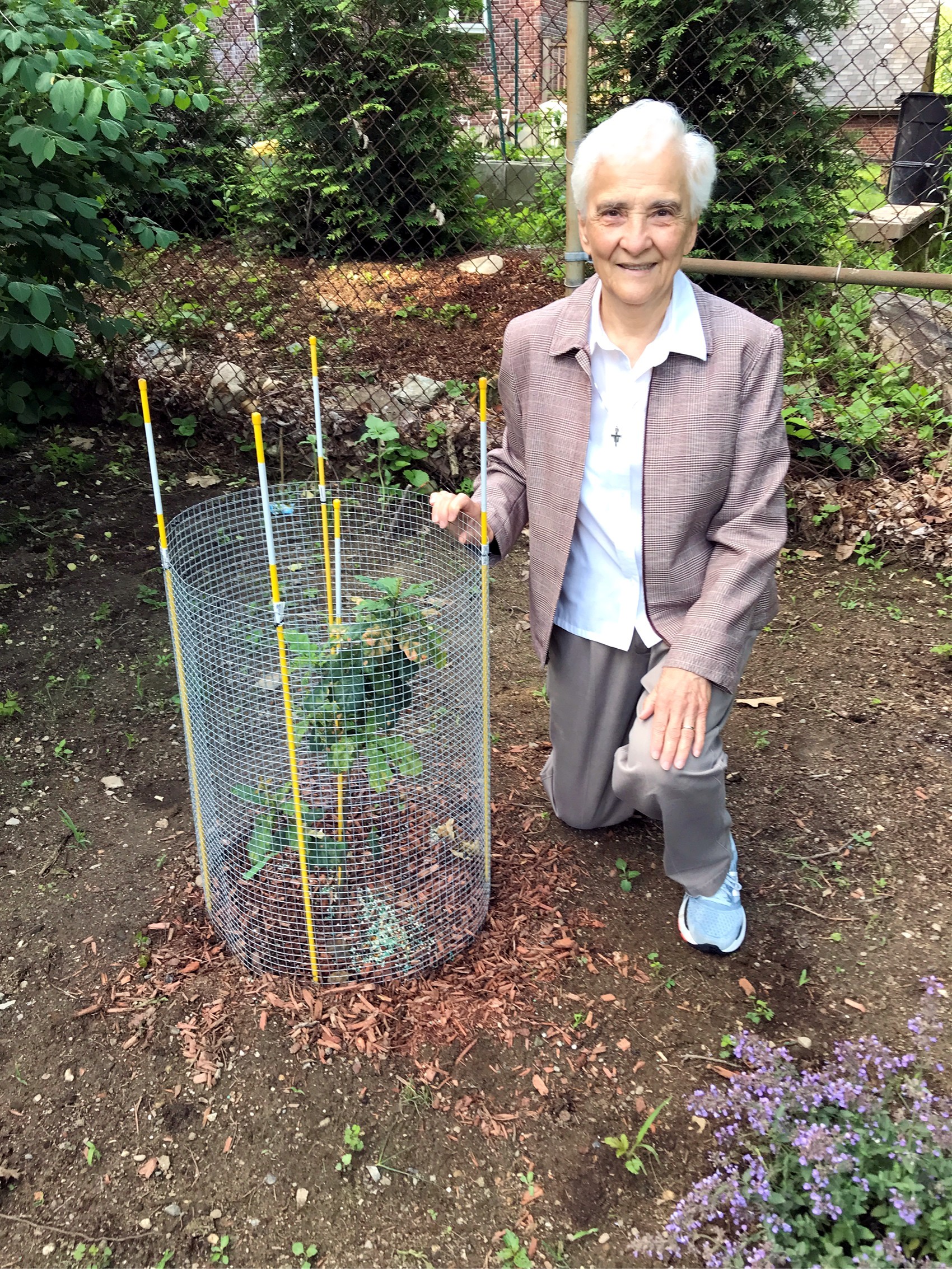 Sister Rose with the seedling protected from wildlife by a small fence.