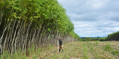 Student measuring shrub willow in the field