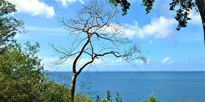 Tree and seashore