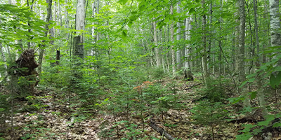Trees in a forest