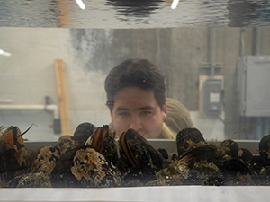 experiments with a mussel bed in a lab flow tank