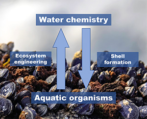 schematic illustrating lab interests in the interactions between chemistry and aquatic organisms