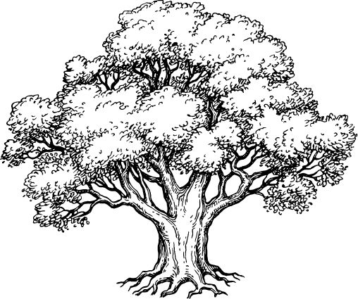 Drawing of Robin Hood Oak