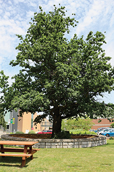 Robin hood oak tree in front of Bray Hall