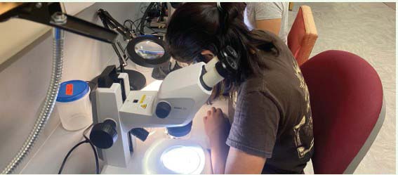 Melia looking at the microscope