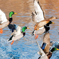 Eastern Mallards 