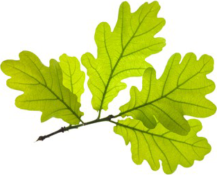 oak leaves