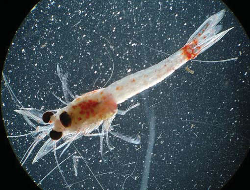 microscopic image of Hemimysis anamala