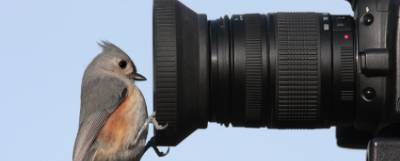 Bird looking at the end of a camera lens.