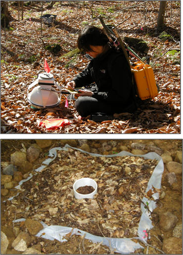 a student working in a field. pile of leaves surrounded by rocks