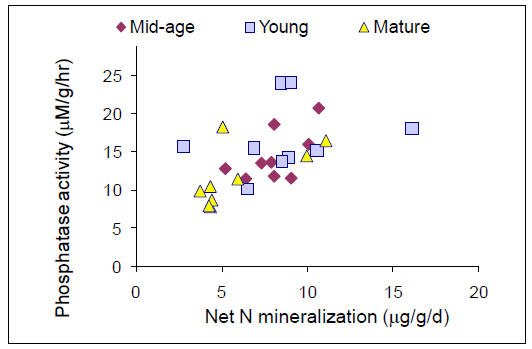 soil results showing phosphatase activity versus potential net N mineralization in the O e horizon of forest stands at Bartlett