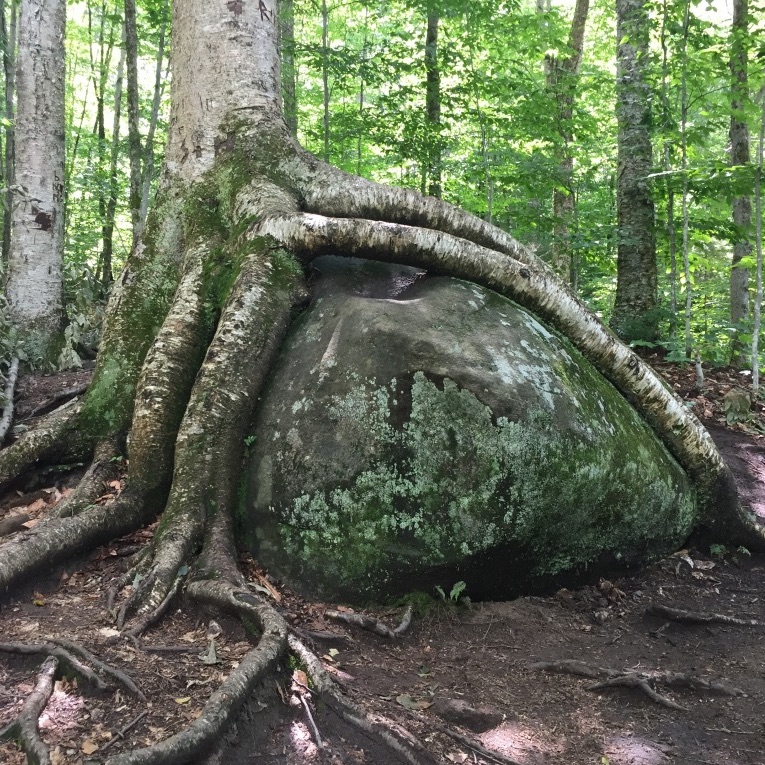 a tree root growing on top of a rock