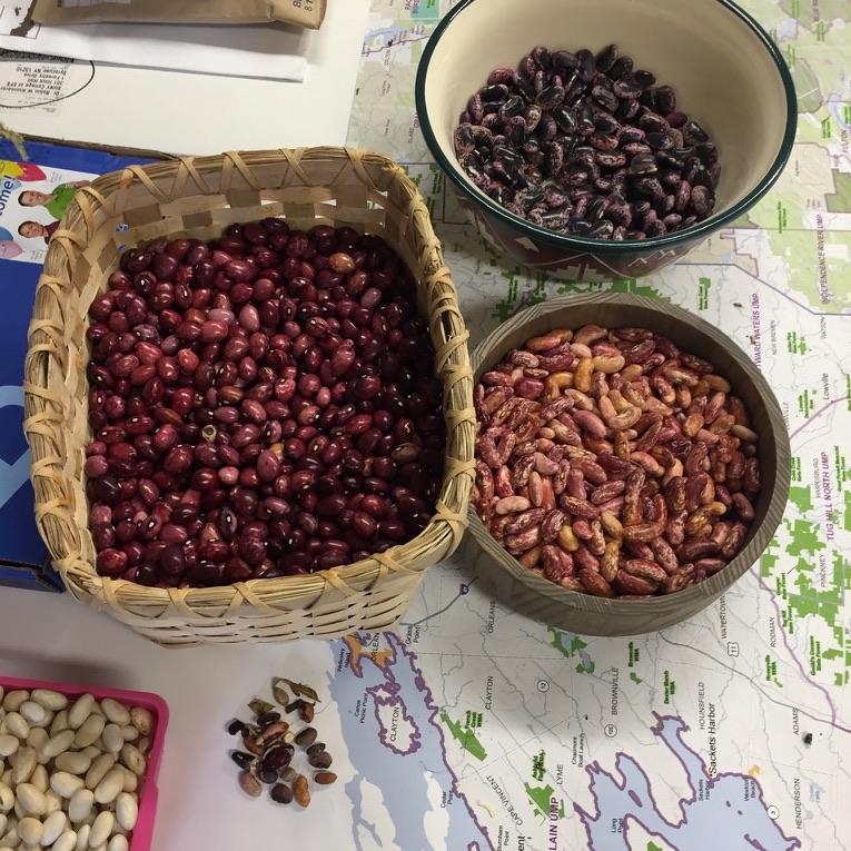 different types of seeds in separate bowls