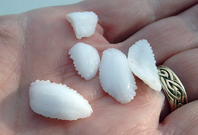 cod otoliths