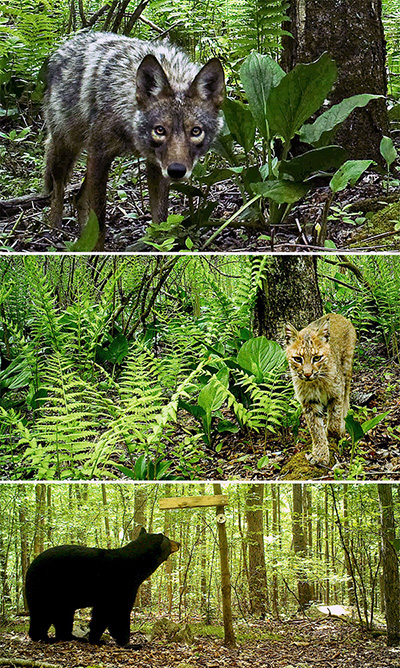 Wolf, lynx, black bear in the wild