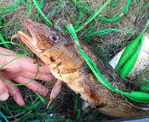 Baltic sea cod