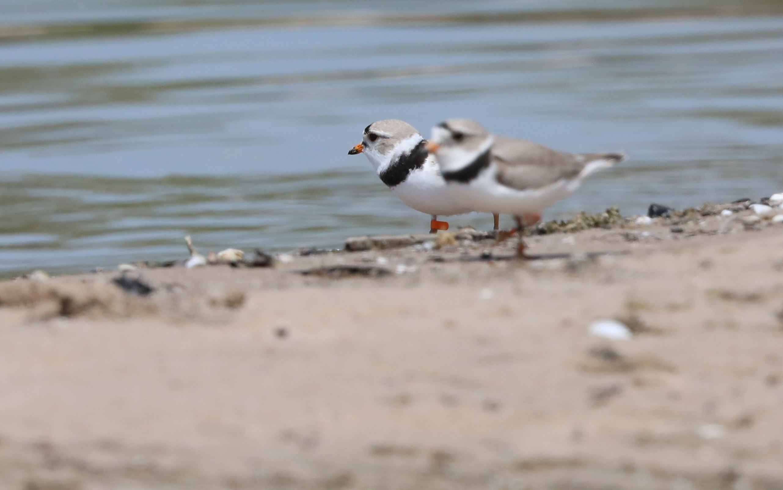 Two piping plover chicks