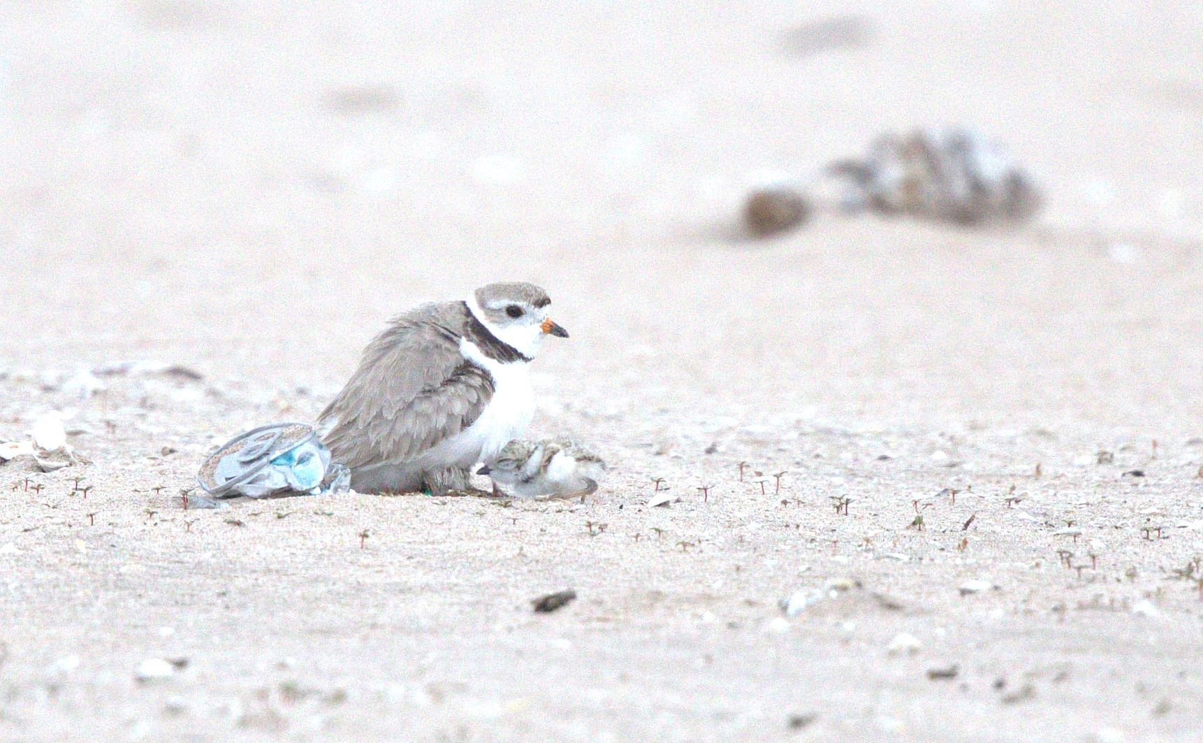 piping plover