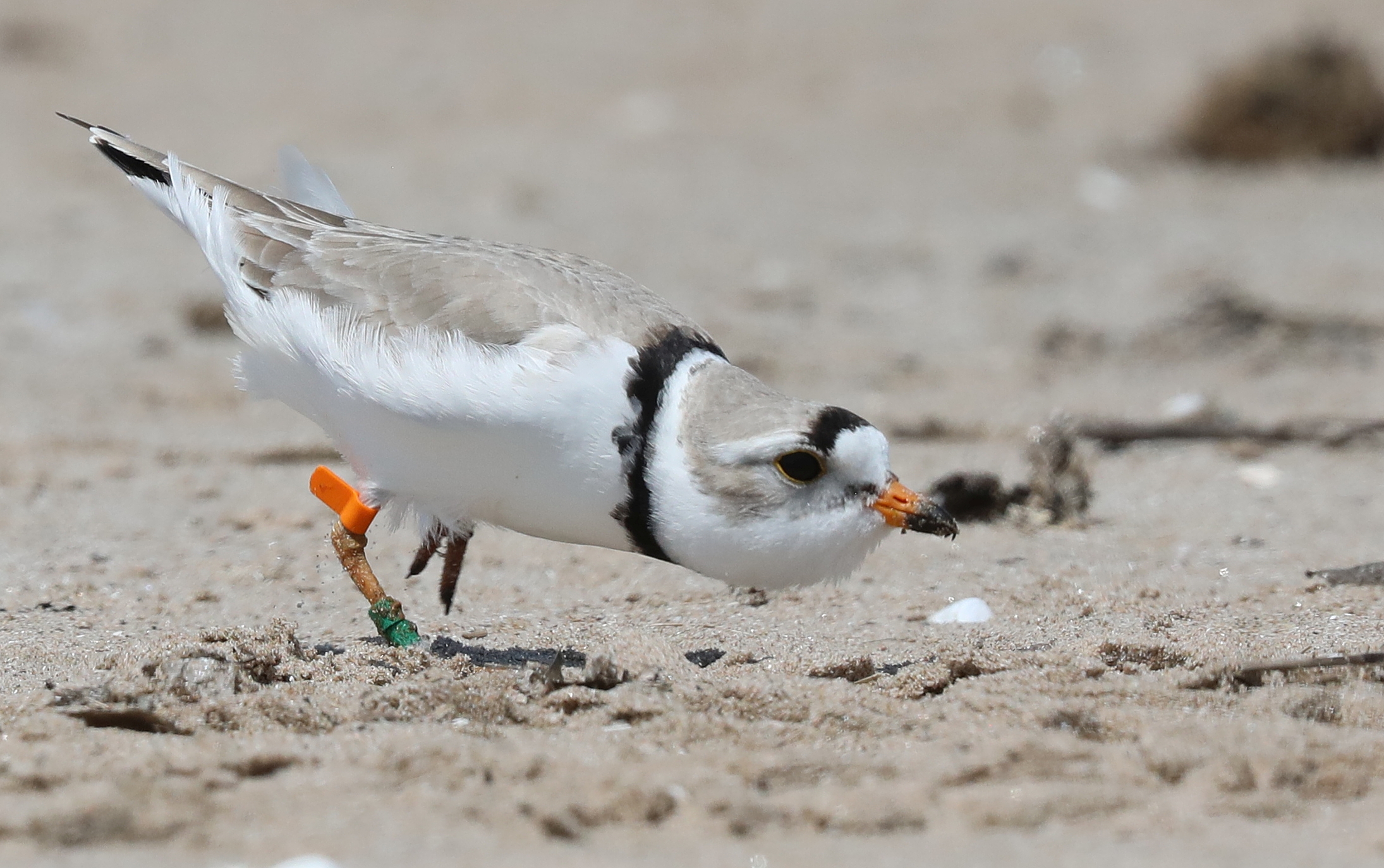 Piping plover chick