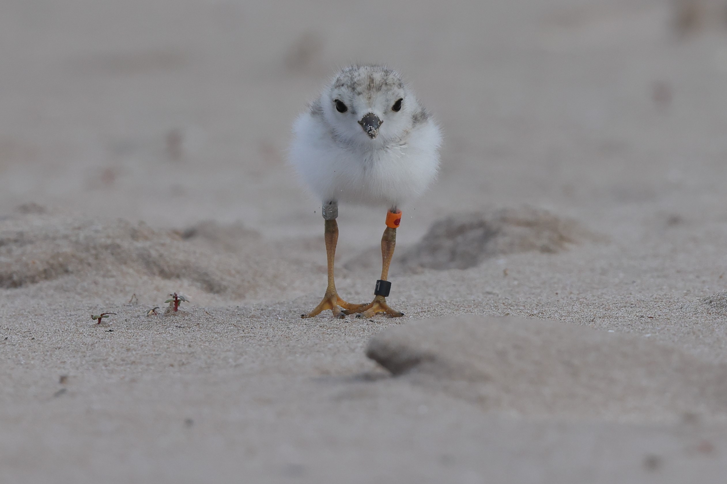 A 2021 piping plover chick. Photo by Matt Brown