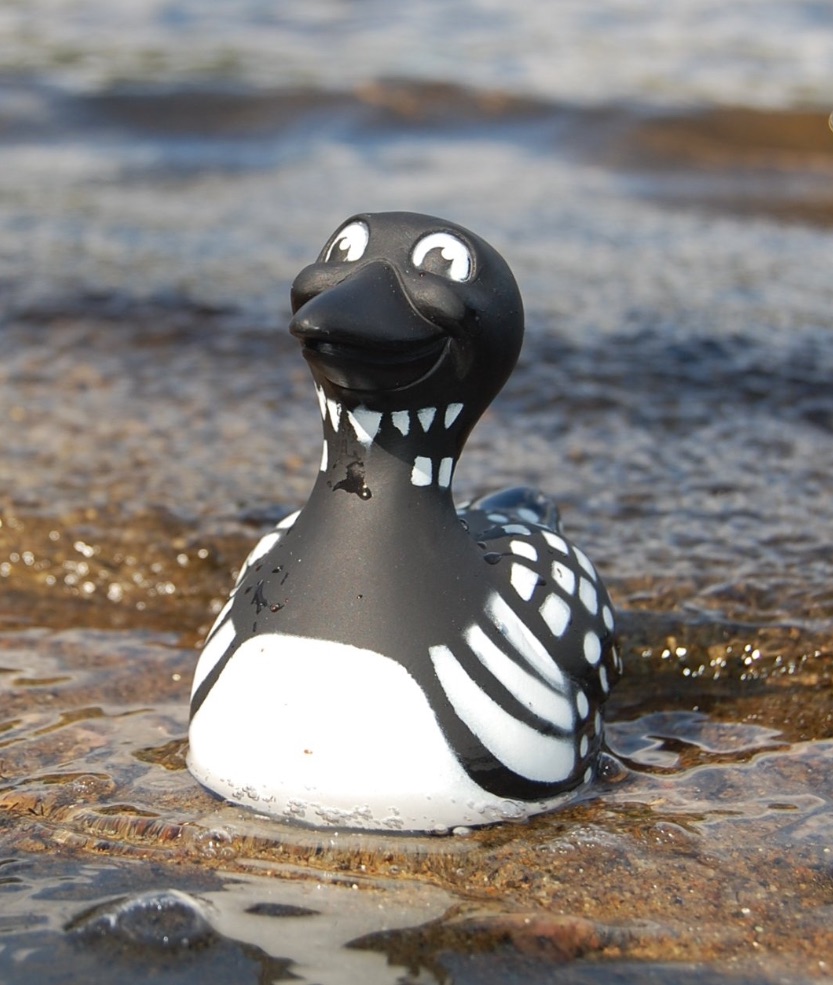 A rubber black and white loon named lila