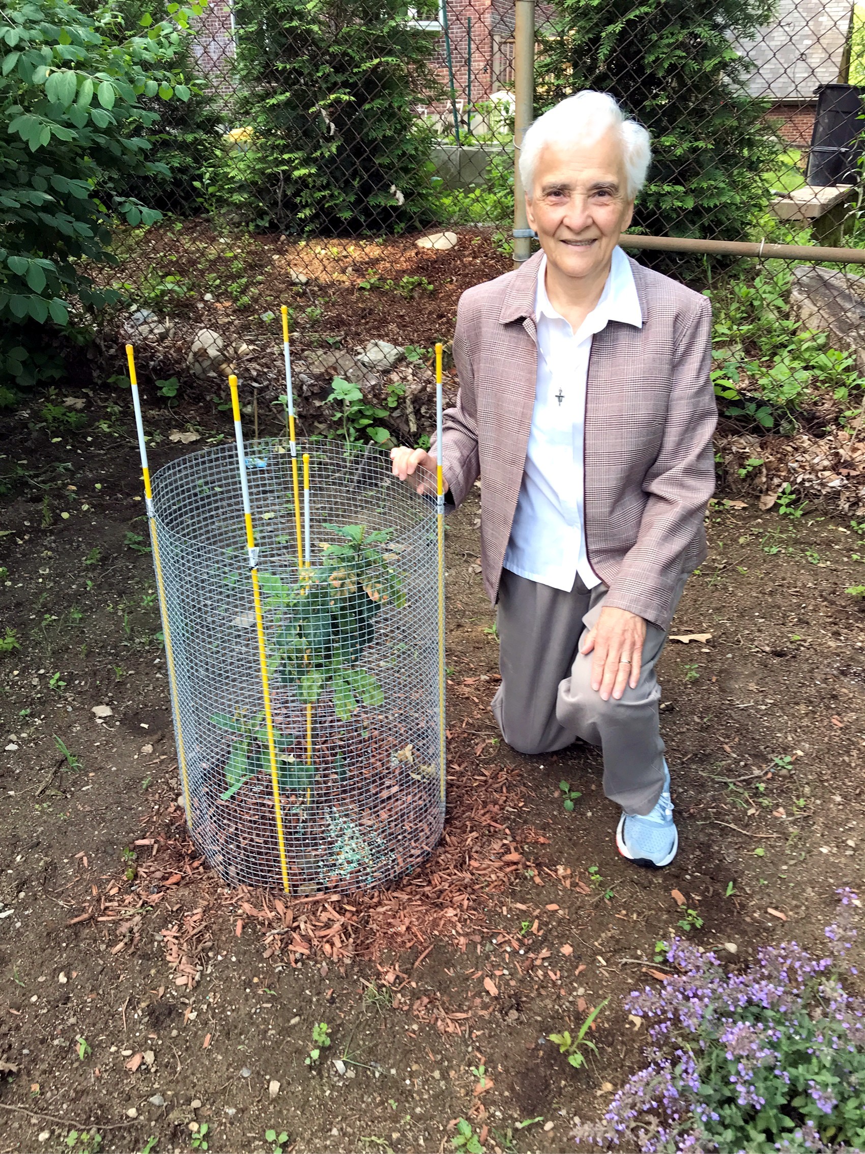 Sister rose with robin hood oak seedling protected from wildlife by a small fence