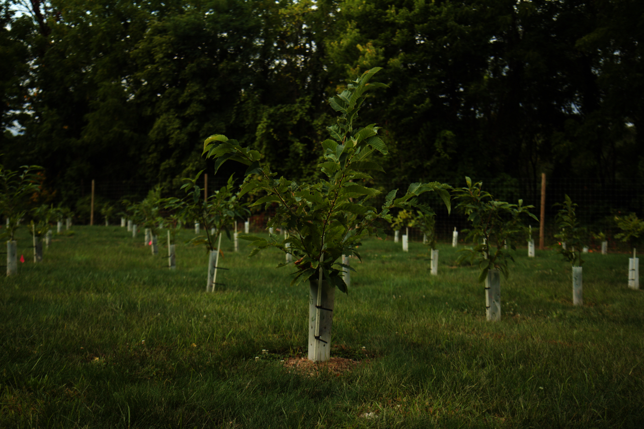 hestnut saplings