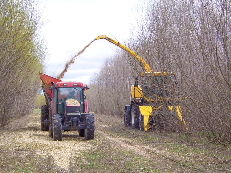 Combine and harvester working to harvest willow biomass