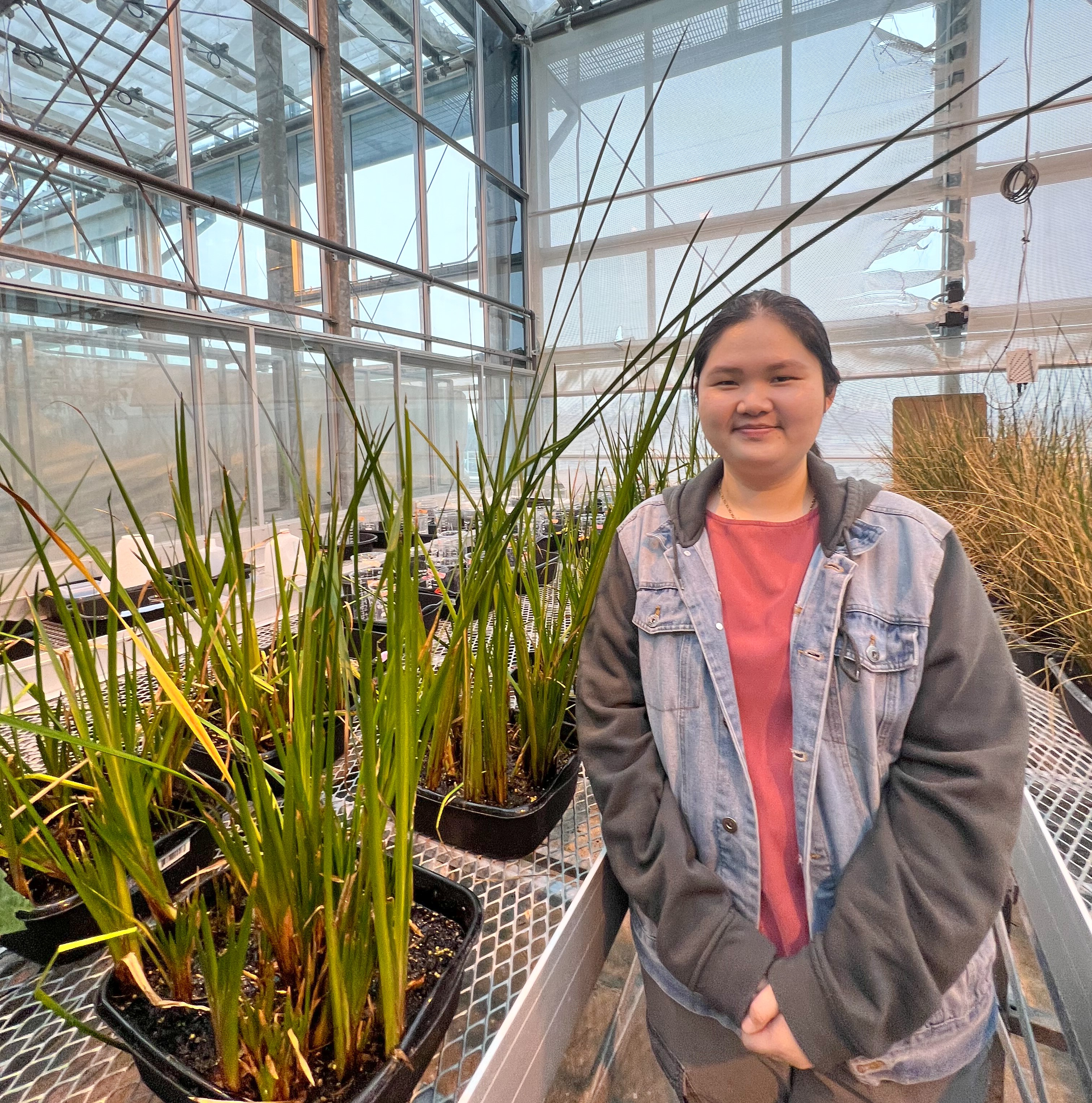 Woman standing in a greenhouse filled with plants on tables. The plants are long green stalks. 