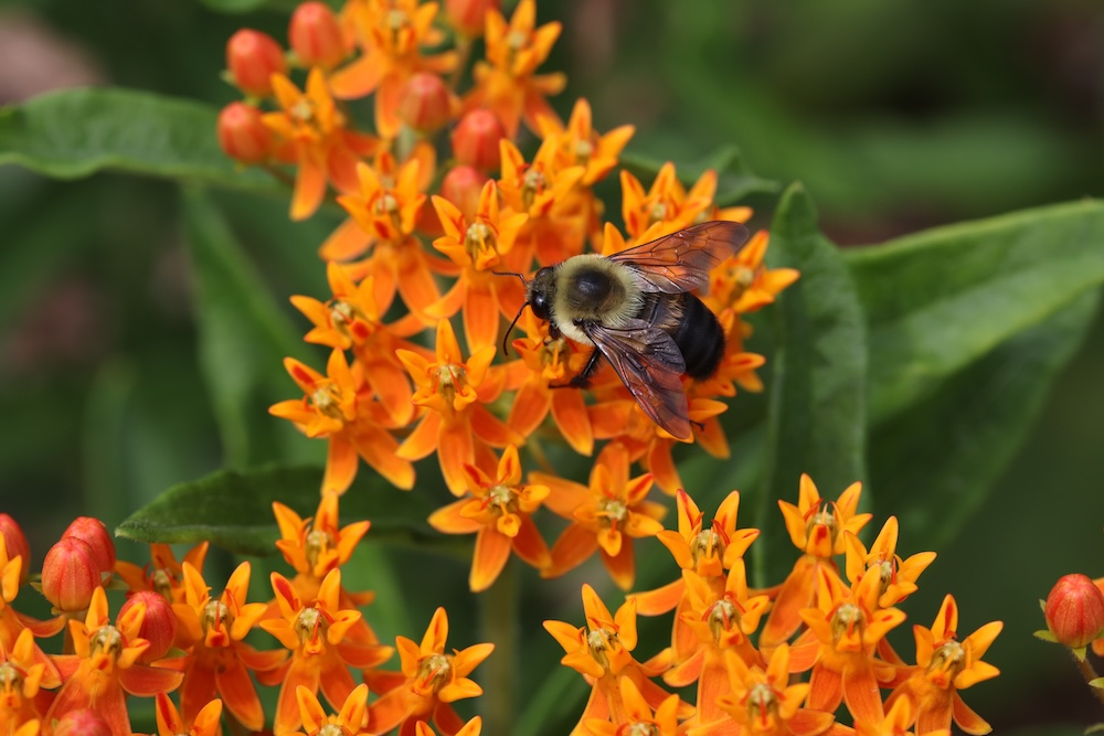 Bee on orange flower.