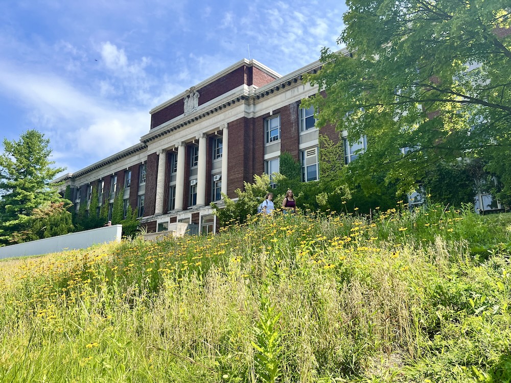 Hillside meadow of yellow flowers in front of brick building with white columns. 