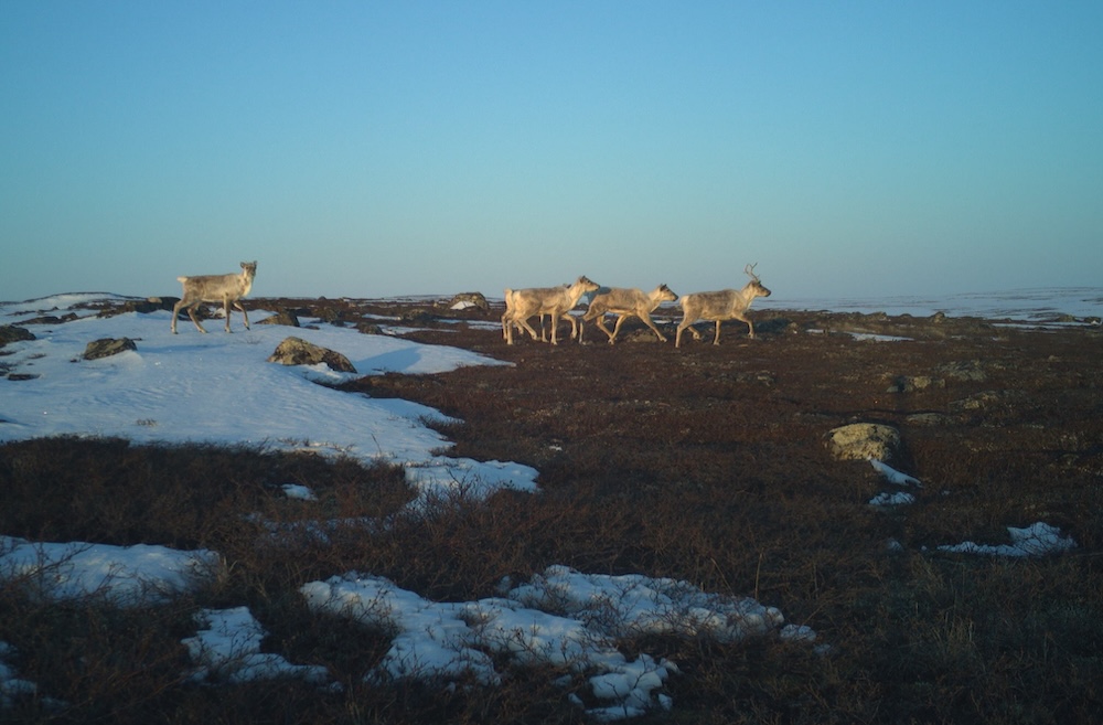 Four caribou in Arctic