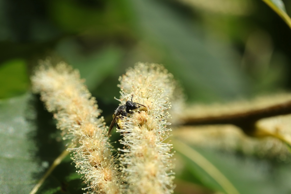 Bee resting on pollen-laden tree bud