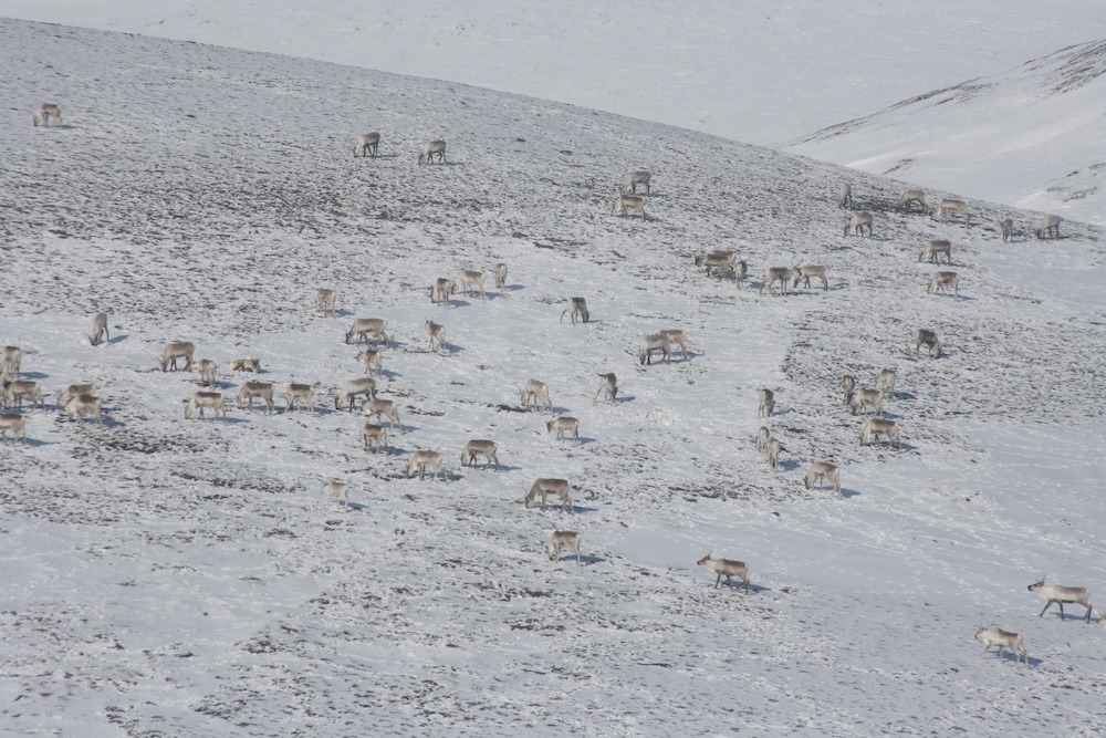 A large herd of caribou is scattered across a snowy, gently sloping landscape. The animals are grazing and walking in different directions against a backdrop of open, snow‑covered terrain.