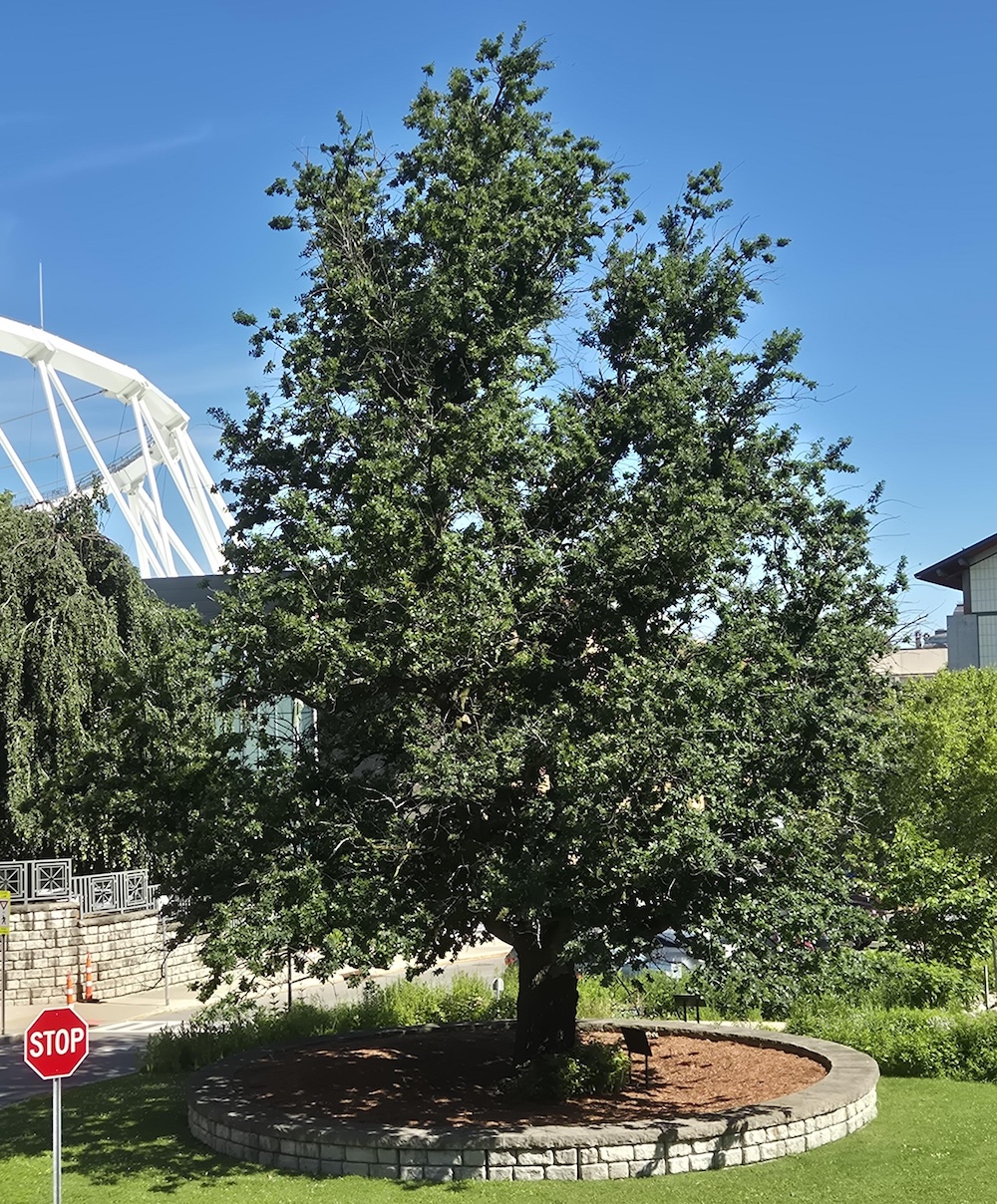 Large oak tree against a blue sky.