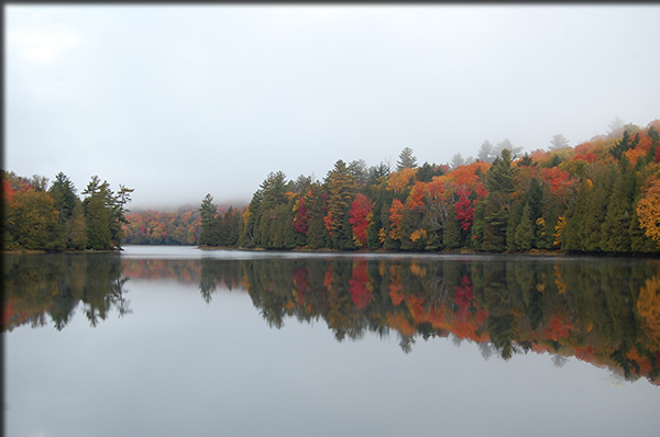 lake surrounded by trees 