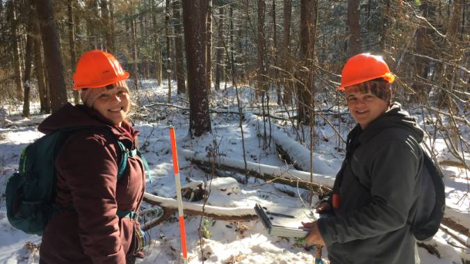 Students working in the woods