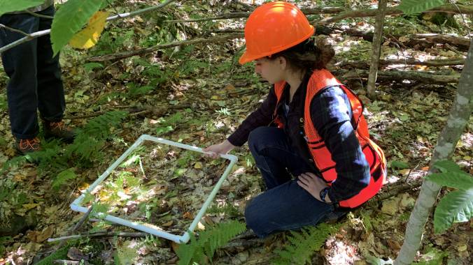 Student working in a forest