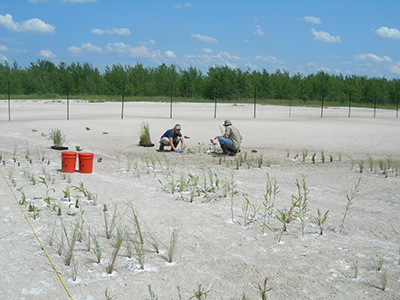 restoring salt marsh