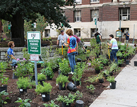 E S F students and staff planting bee friendly plants for the Bee campus initiation near Robin Hood Oak tree