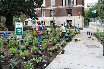 E S F students and staff planting bee friendly plants for the Bee campus initiation near Robin Hood Oak tree