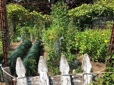 The garden with plants and fencing surrounding the plant