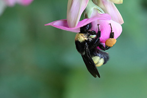 a bee on a flower