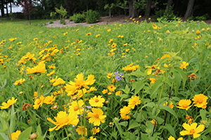 a field of yellow flowers