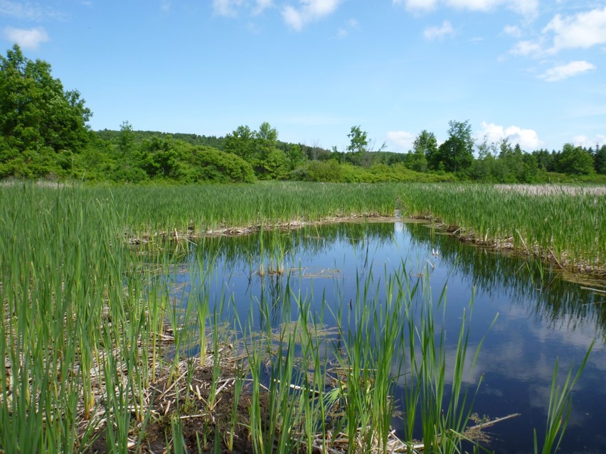 restored wetland