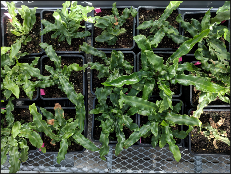Greenhouse propagation of American Hart's tongue fern