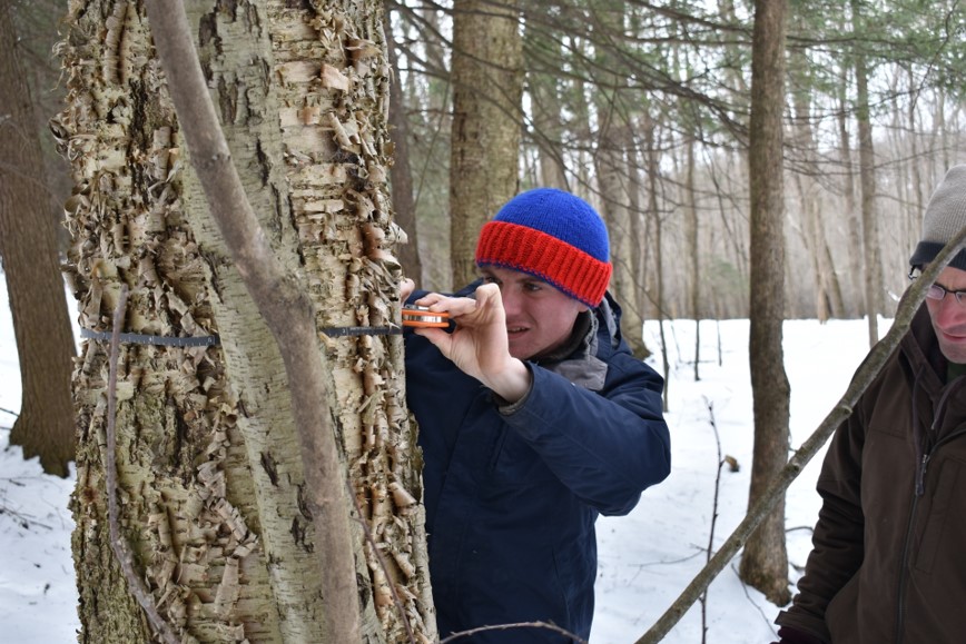  a student measures the diameter of a yellow birch to estimate its syrup production potential.