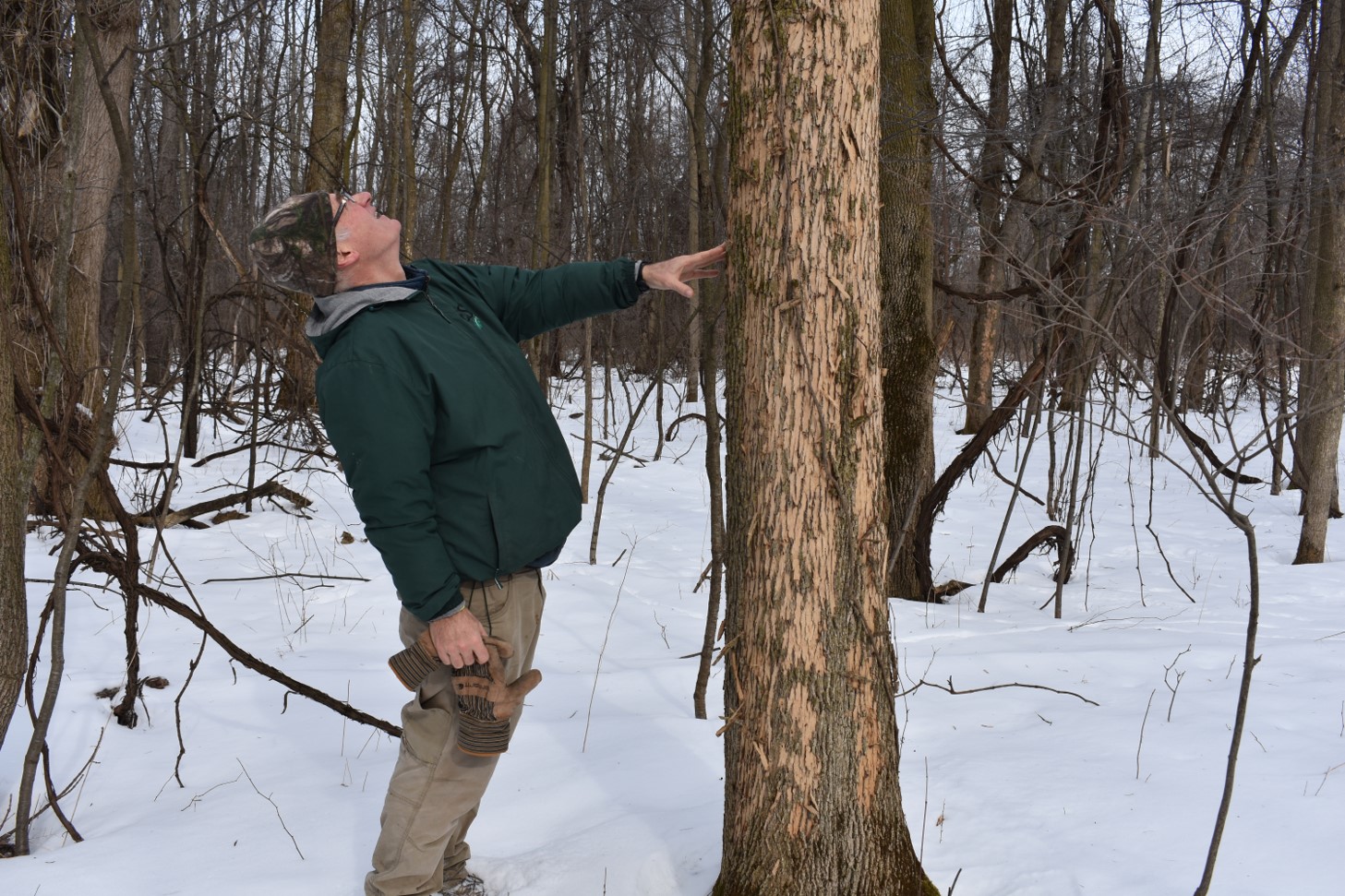 Professor James Gibbs assesses an ash tree infested with Emerald ash borer.