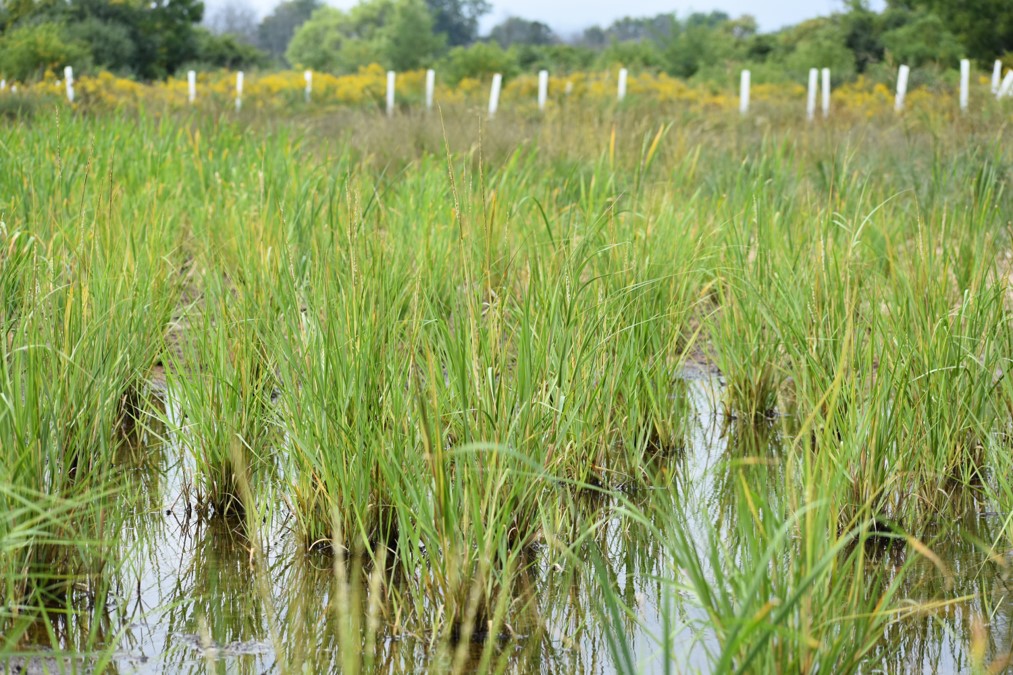 Research project restoring a rare inland salt marsh.