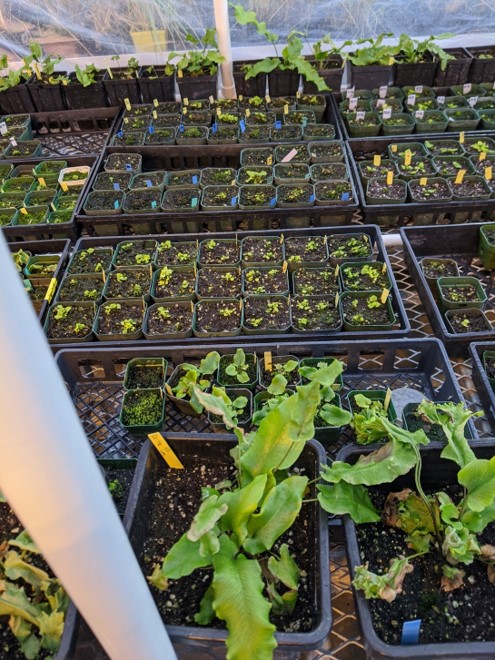 Greenhouse propagation of American Hart's toungue fern